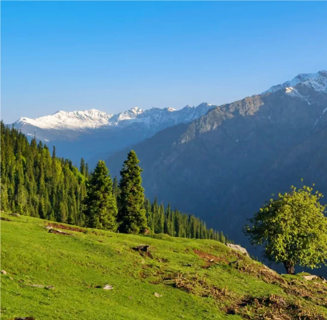 Beautiful Green Meadows