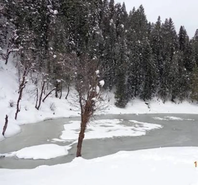 Snow Covered Forest