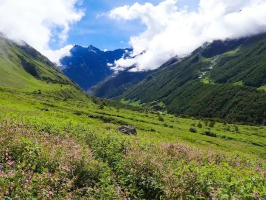 Seri Alpine Meadows
