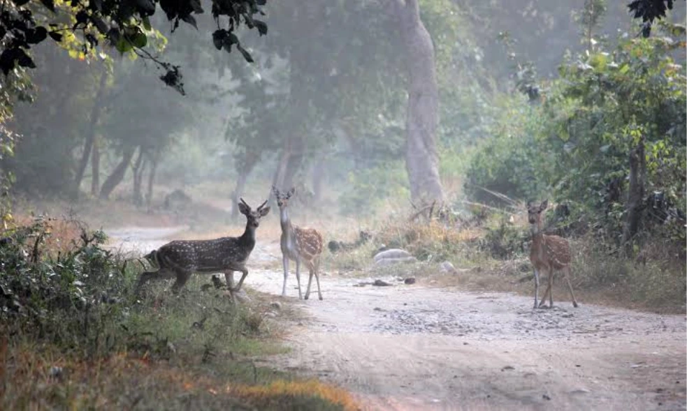 Wildlife