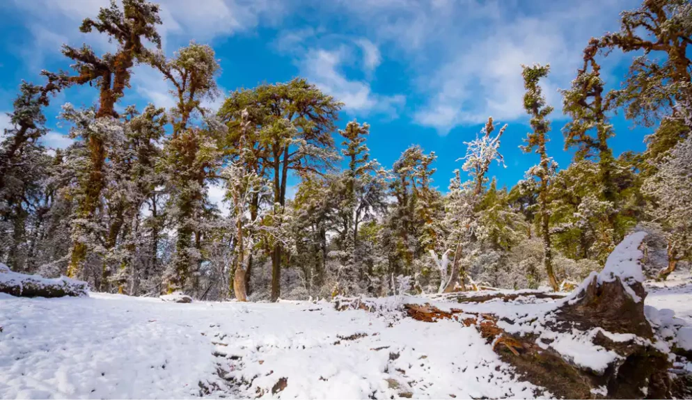 Dense Oak and Rhododendron Forests