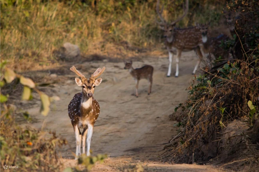 Variety of Wildlife