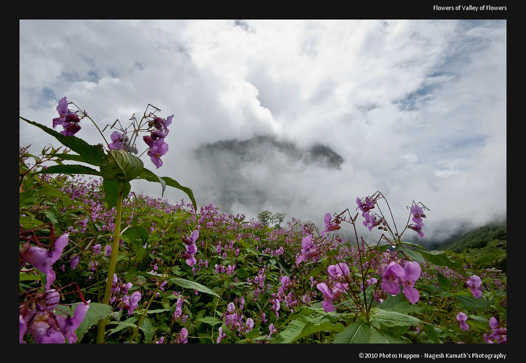 Diverse Flora