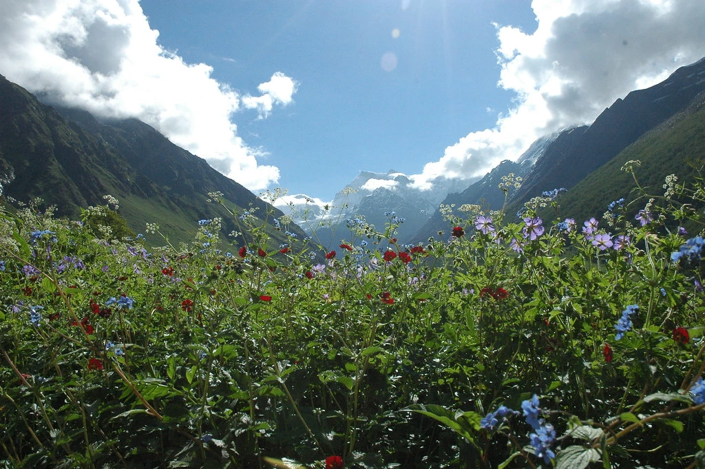 Valley of Flowers National Park