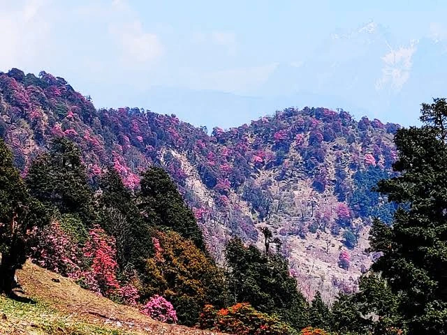 Dense Oak and Rhododendron Forests