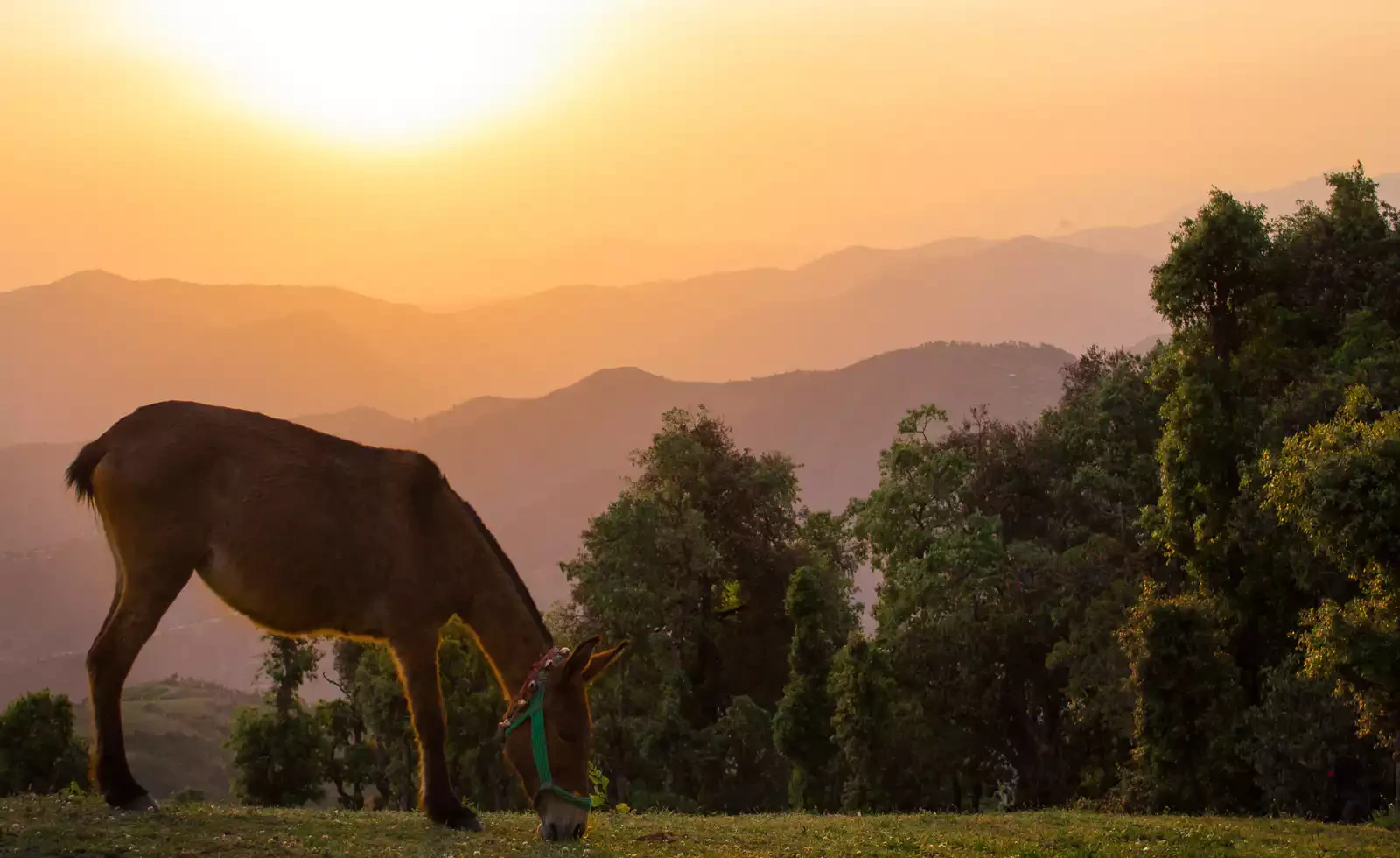 Nag Tibba Trek