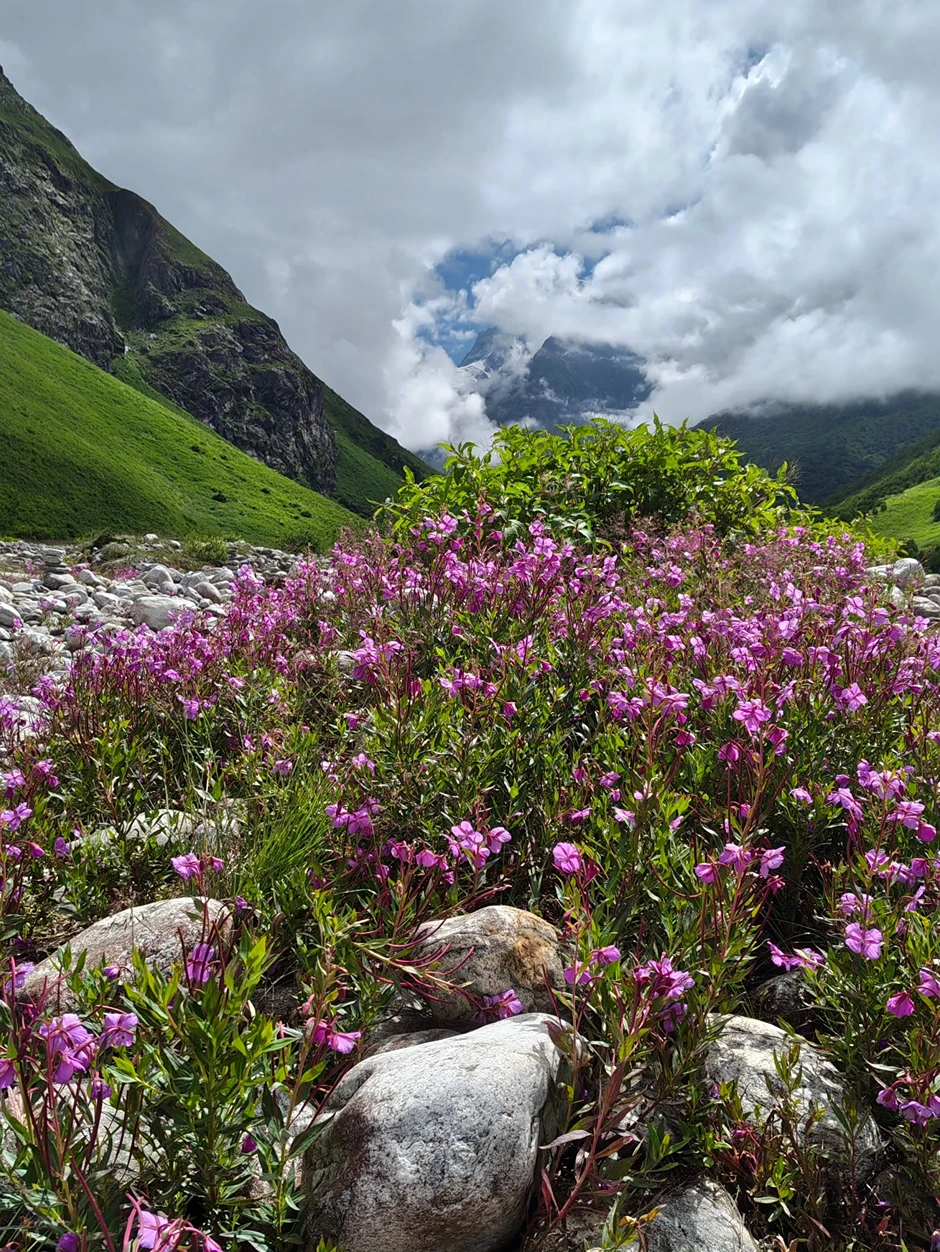 Valley of Flowers Trek