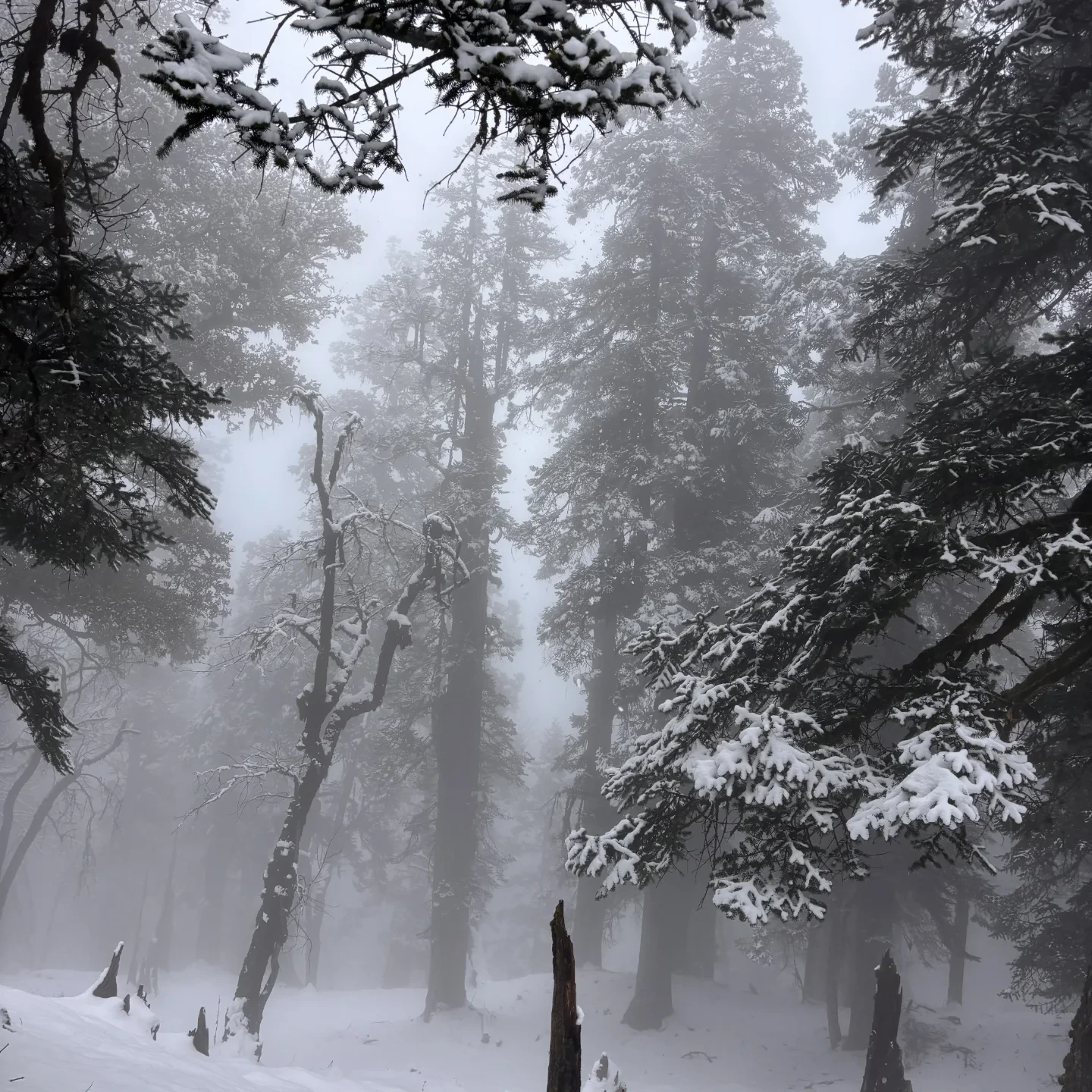 Pangarchulla Peak trek