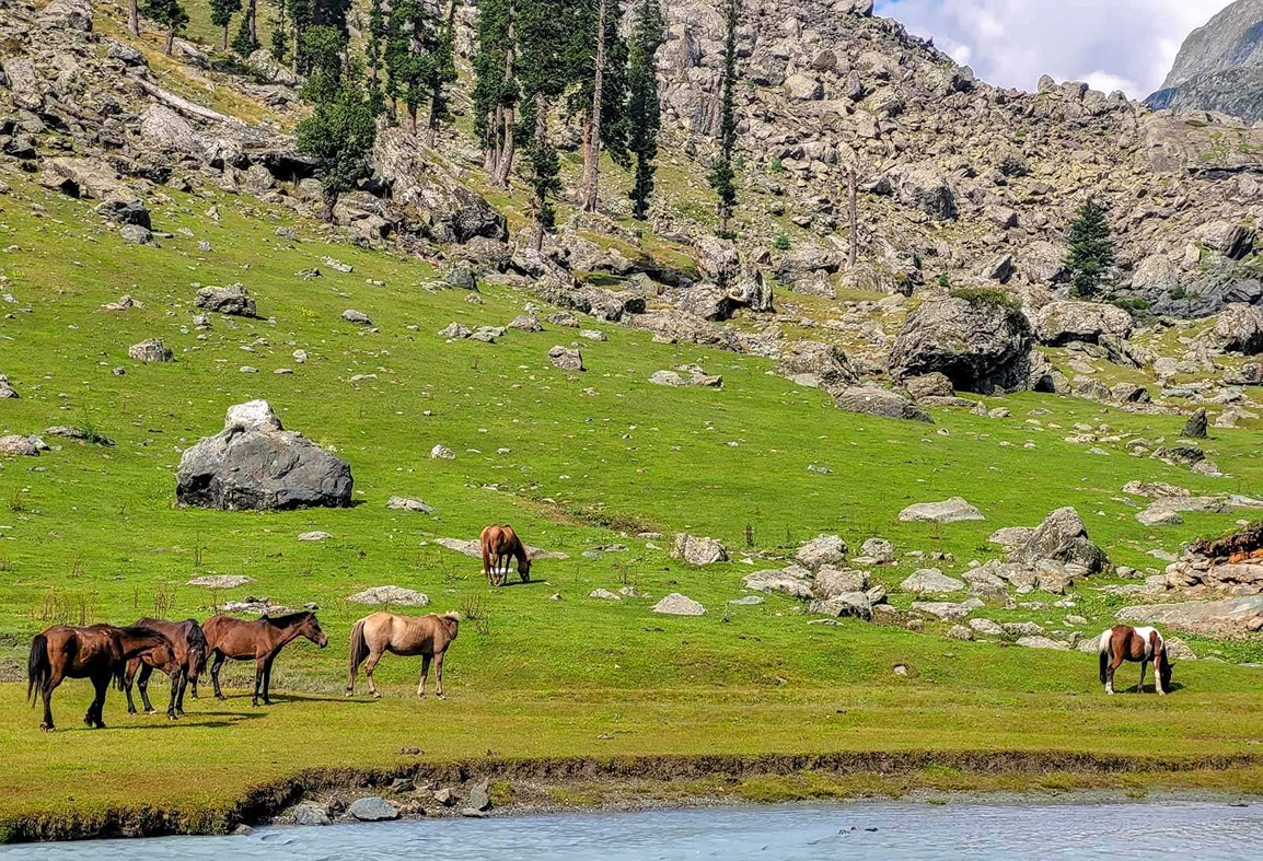 Nafran Valley Trek