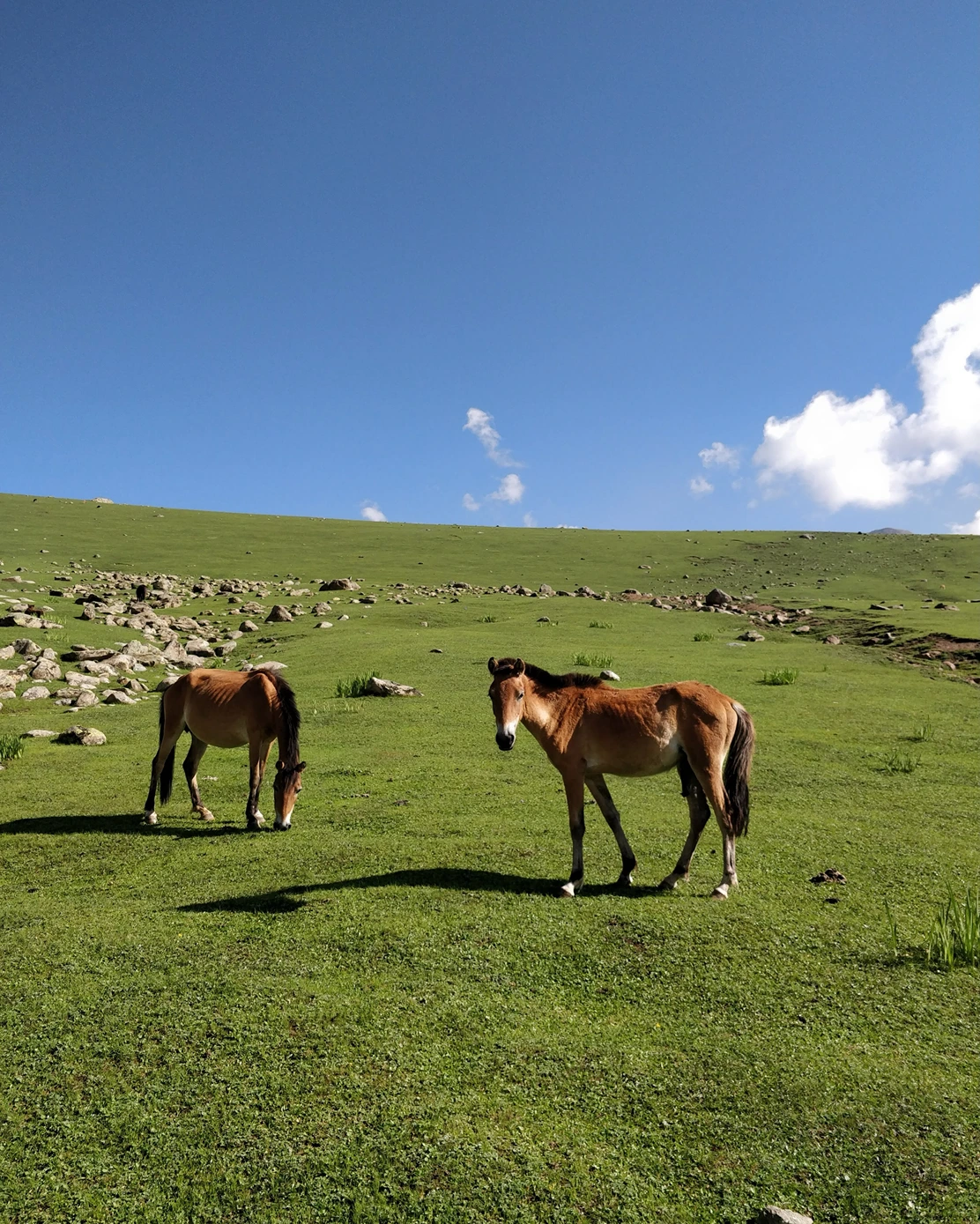Kashmir Great Lakes Trek