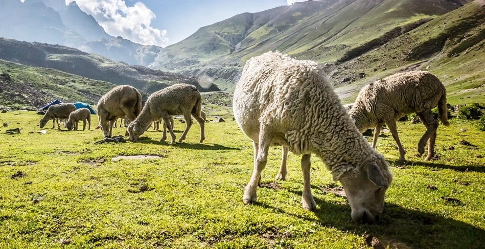 Kashmir Great Lakes Trek