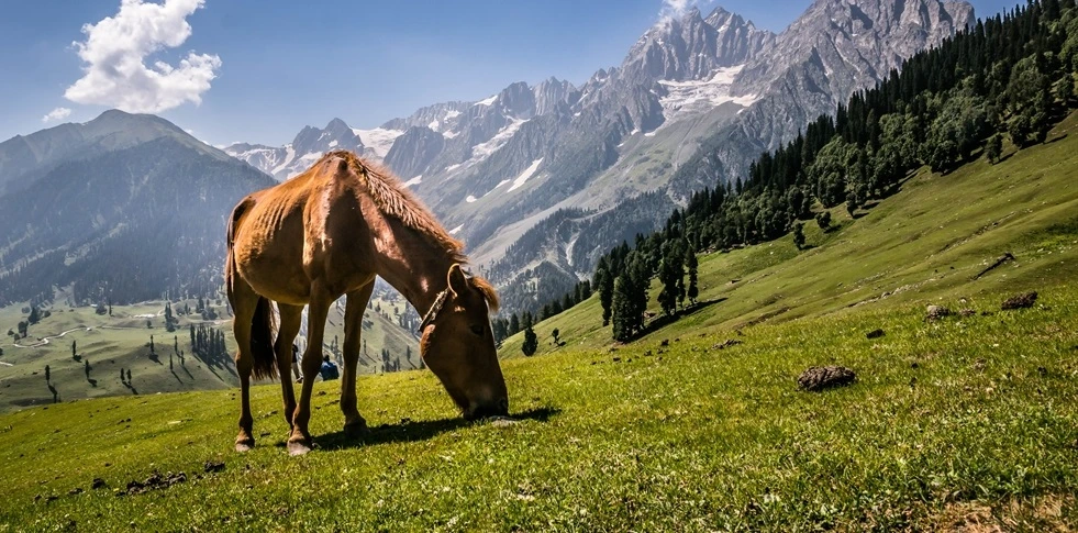 Kashmir Great Lakes Trek